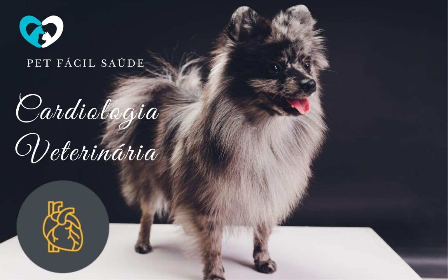 Cardiologia Veterinária em Campinas