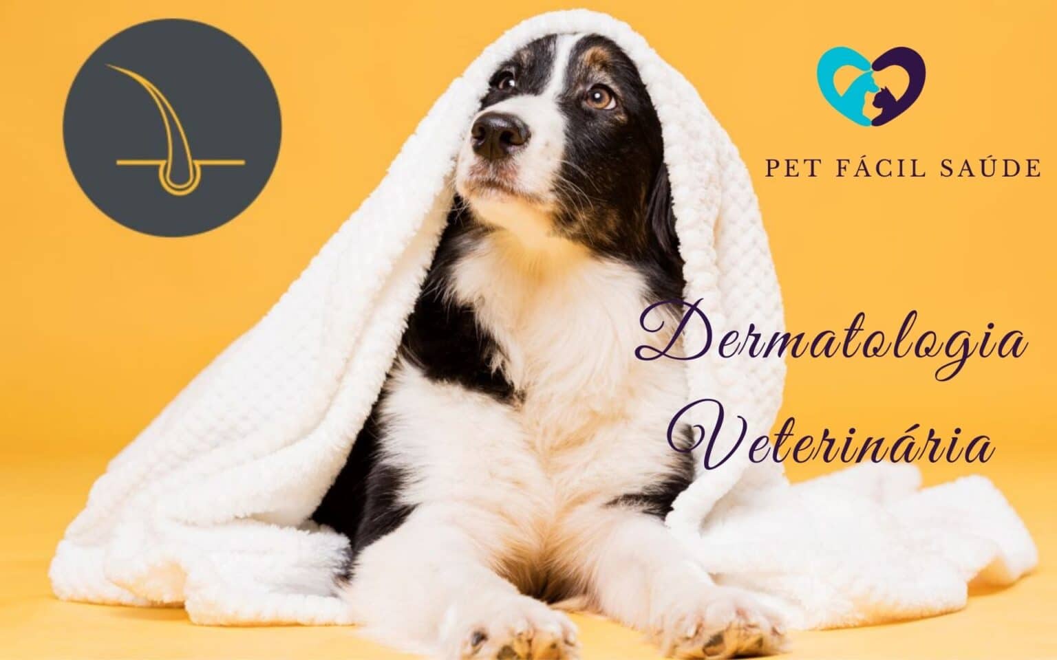 Dermatologia Veterinária em Campinas