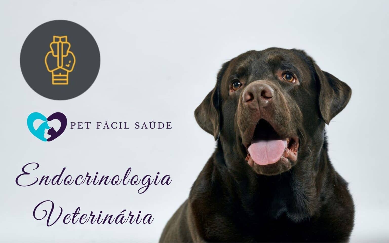Endocrinologia Veterinária em Campinas