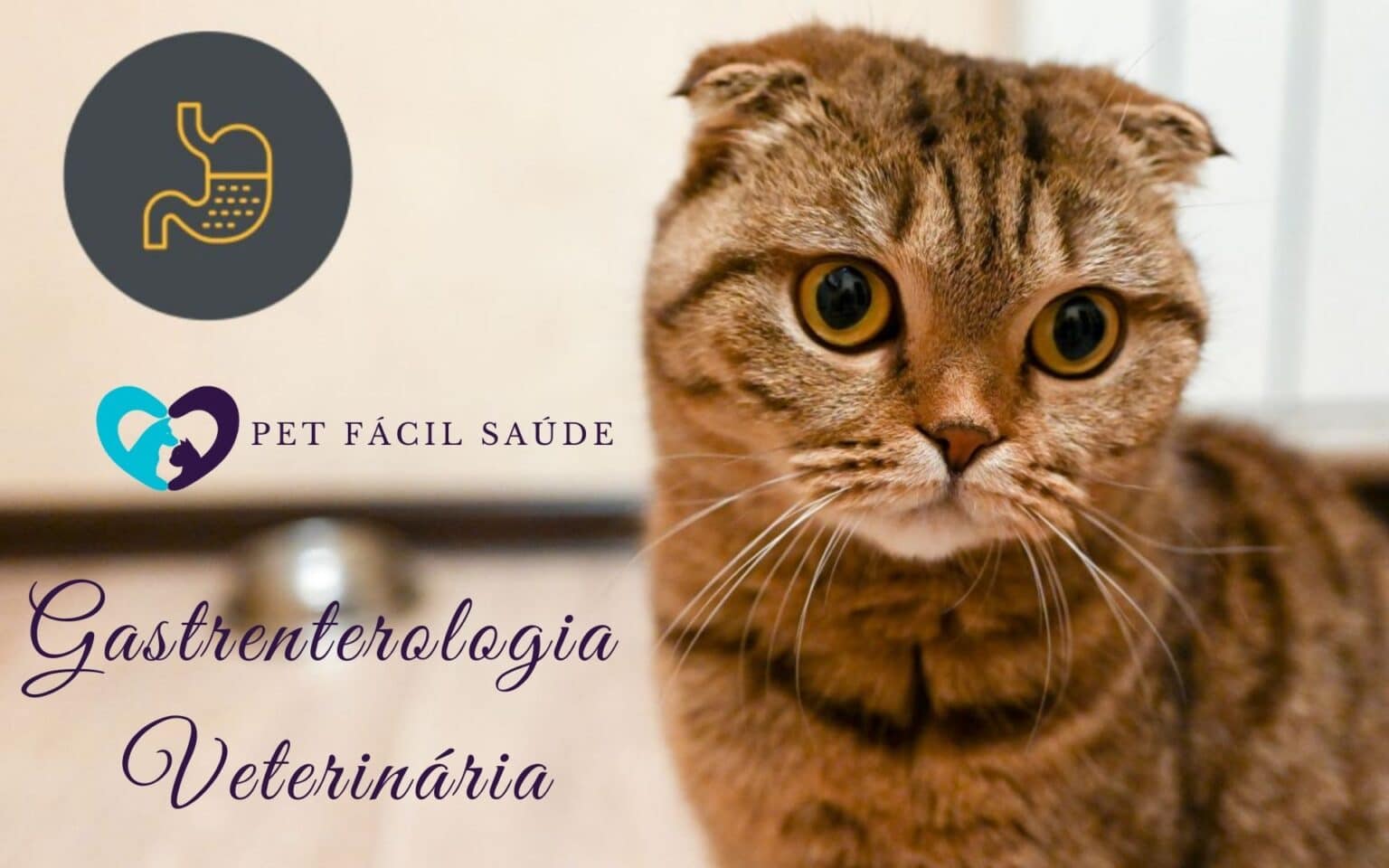 Gastrenterologia Veterinária em Campinas