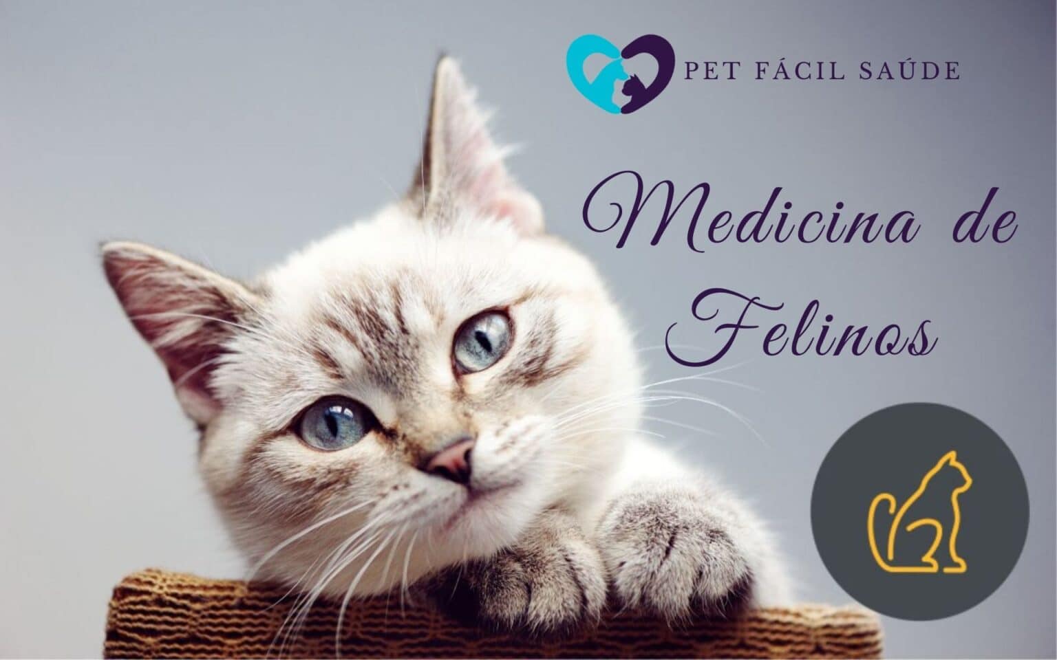 Medicina de Felinos em Campinas