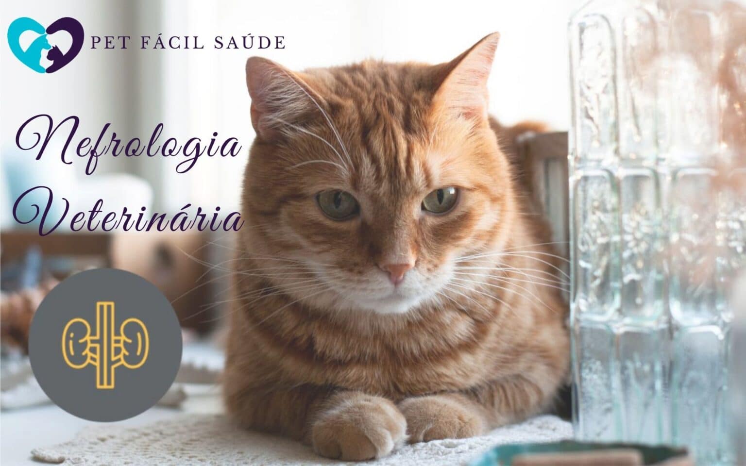Nefrologia Veterinária em Campinas