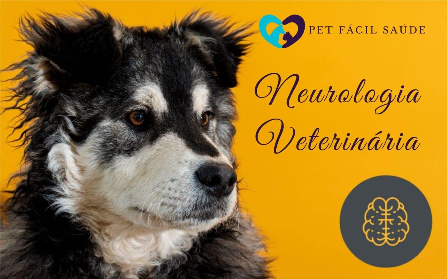 Neurologia Veterinária em Campinas