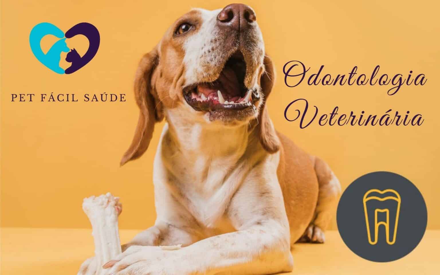 Odontologia Veterinária em Campinas