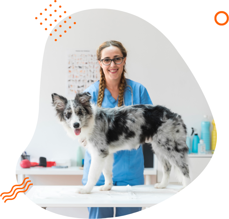 Atendimento veterinário com parceiros em Campinas