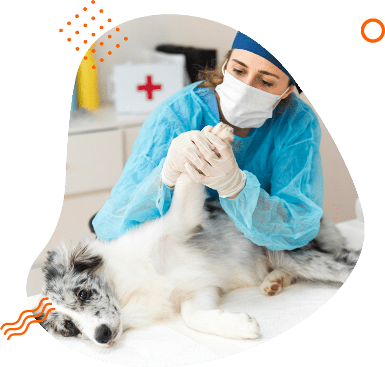 veterinario silvestre em campinas
