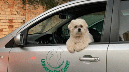 Taxi Dog Universo Pet Center